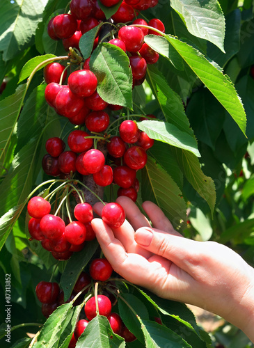 Harvesting