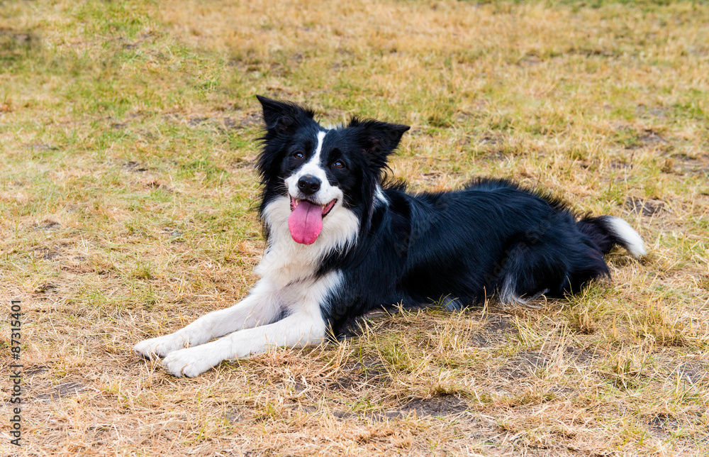 Border Collie smiles. The Border Collie lies on the grass in the park.