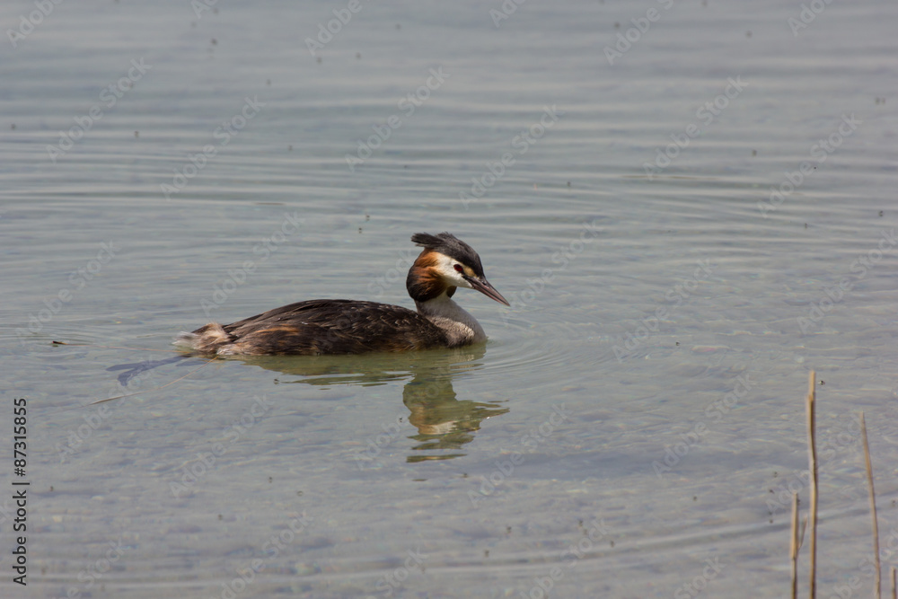 Haubentaucher im See schwimmend im Prachtkleid, schwimmt nach rechts Haubentaucher im See schwimmend im Prachtkleid, schwimmt nach rechts