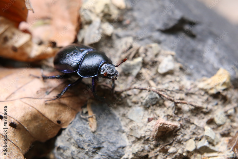 Dung beetle on brown leaves in a forest near Greifswald, Mecklenburg-Vorpommern, Germany Dung beetle on brown leaves in a forest near Greifswald, Mecklenburg-Vorpommern, Germany