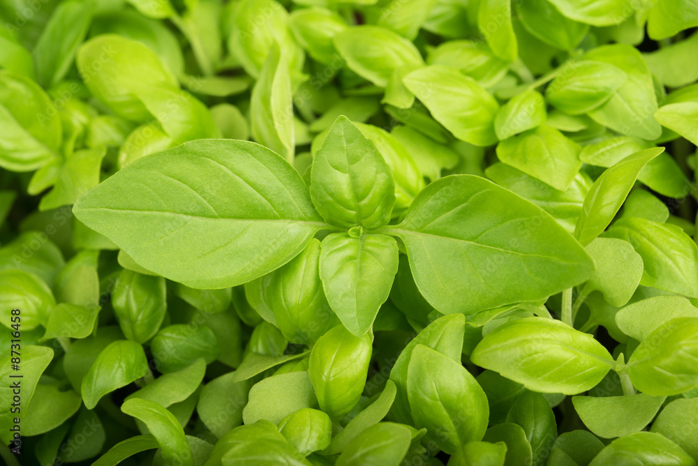 Basil Basil