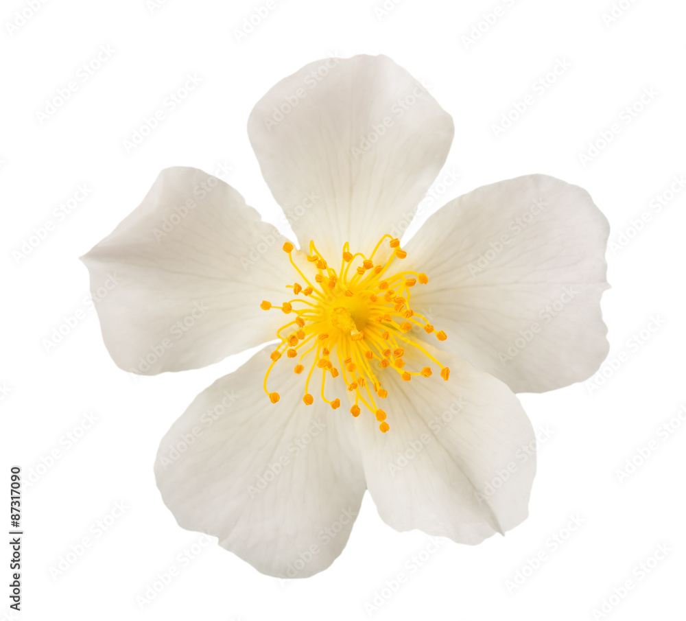 White Dog rose isolated on white background