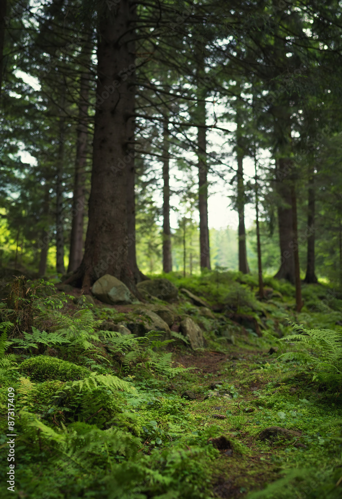 Obraz premium Walkway in summer forest. Beautiful natural landscape