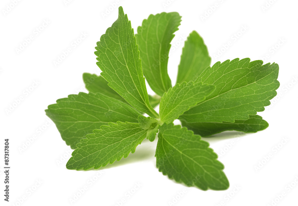 Stevia isolated on white background Stevia isolated on white background