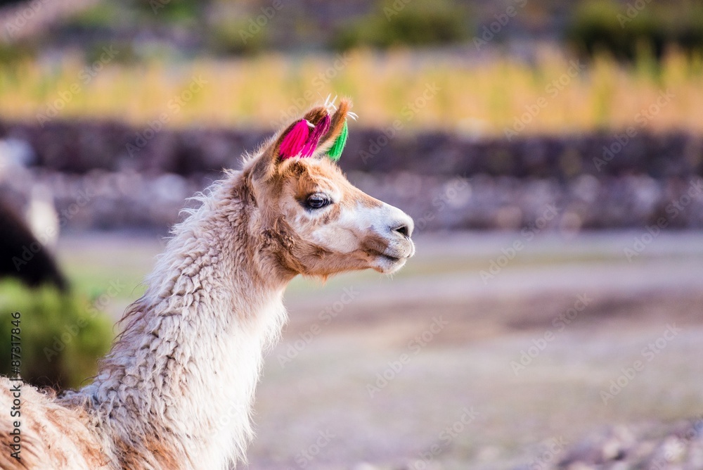 Obraz premium llamas of bolvia in the altiplano of bolivia
