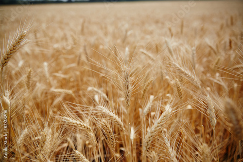 Ear of the wheat on field. Composition of the nature