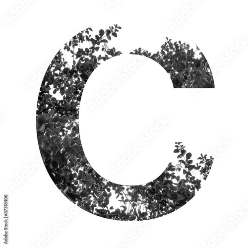 C letter double exposure with black and white leaves isolated on