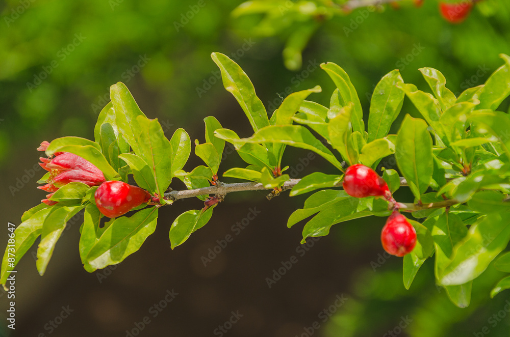 branch of pomegranate branch of pomegranate