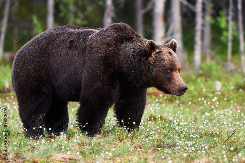 Big Brown bear in the forest Big Brown bear in the forest