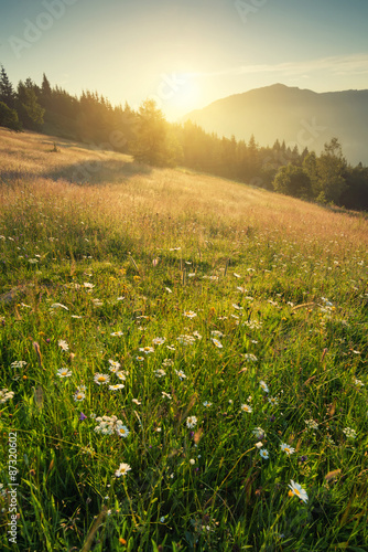 Field in mountain valley during bright sunrise. Natural summer landscape