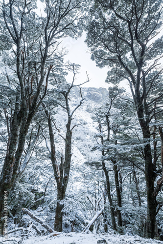  beech forest in snow © naruedom