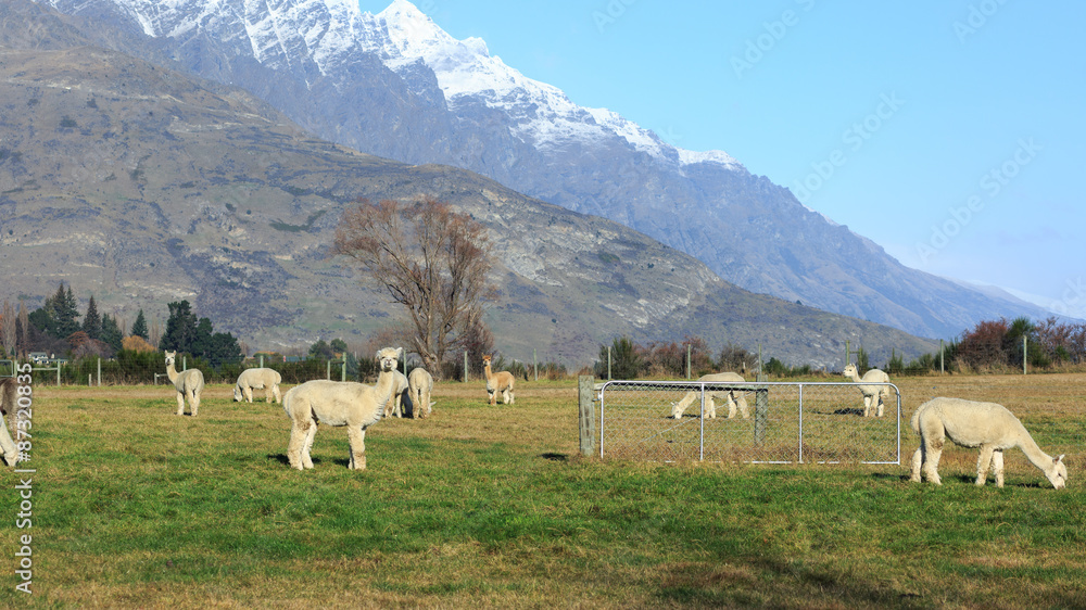 Alpaca farming