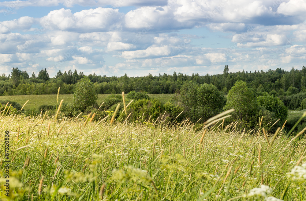 Obraz premium Summer landscape with meadow