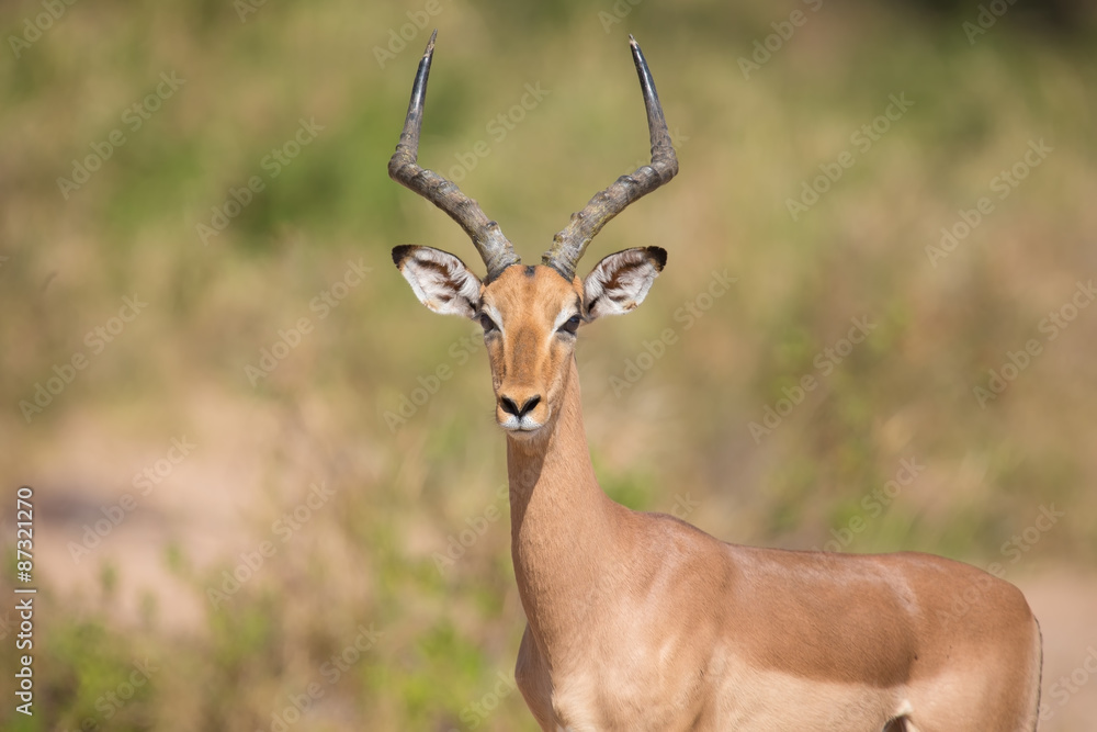Impala ram looking for possible danger portrait Impala ram looking for possible danger portrait