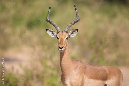 Impala ram looking for possible danger portrait