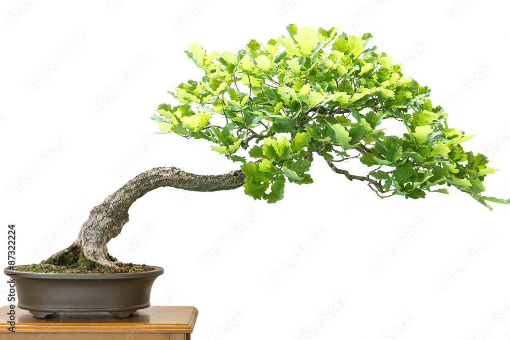 Eiche (Quercus robur) als Bonsai Baum Stock Photo | Adobe Stock
