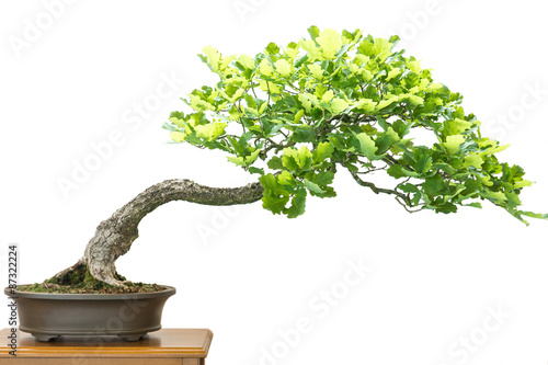 Eiche (Quercus robur) als Bonsai Baum