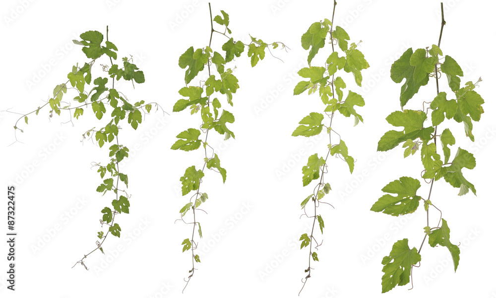 Collected Rubus Ampelopsis humulifolia Bge isolated on white bac Collected Rubus Ampelopsis humulifolia Bge isolated on white bac