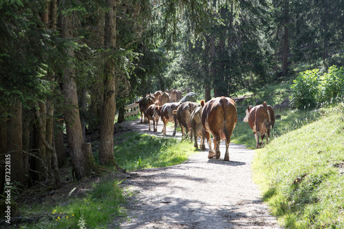 Cows walking on hiking path photo