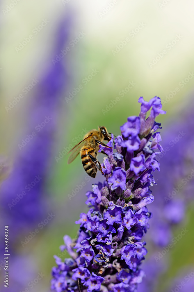 Bee collects nectar on the flowers of lavender.Close-up Bee collects nectar on the flowers of lavender.Close-up