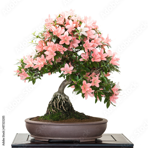 Satsuki Azalee mit Blüten als Bonsai Baum