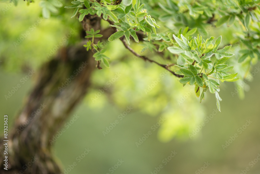 Nahaufnahme Bonsai Baum Fünffingerstrauch Nahaufnahme Bonsai Baum Fünffingerstrauch