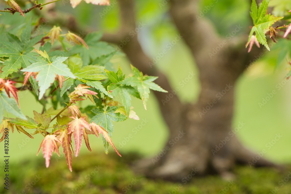 Nahaufnahme Bonsai Ahorn Baum Nahaufnahme Bonsai Ahorn Baum