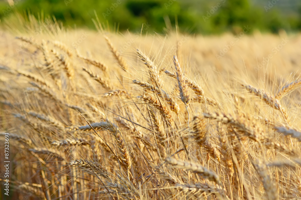 A field of wheat at sunset A field of wheat at sunset