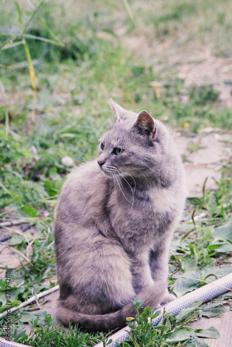 gray cat outdoor © vasilisa_k