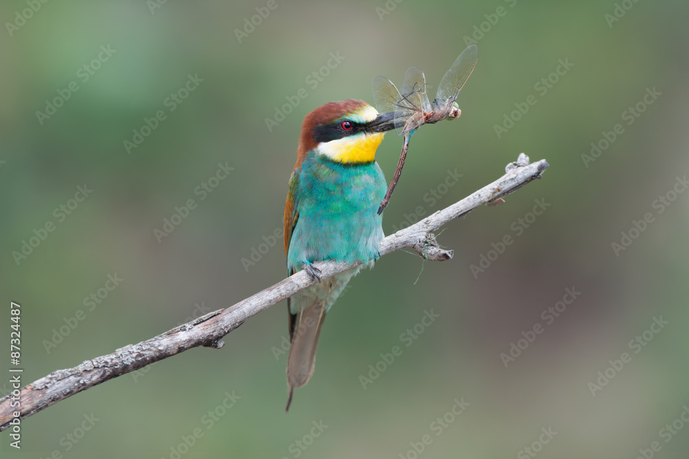 Obraz premium European bee-eater with dragonfly