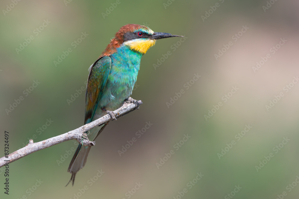 European bee-eater with a broken beak European bee-eater with a broken beak