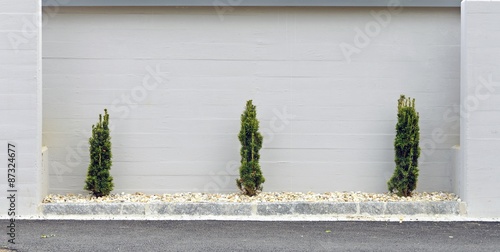 Fotografie Drei Thujen vor Betonwand