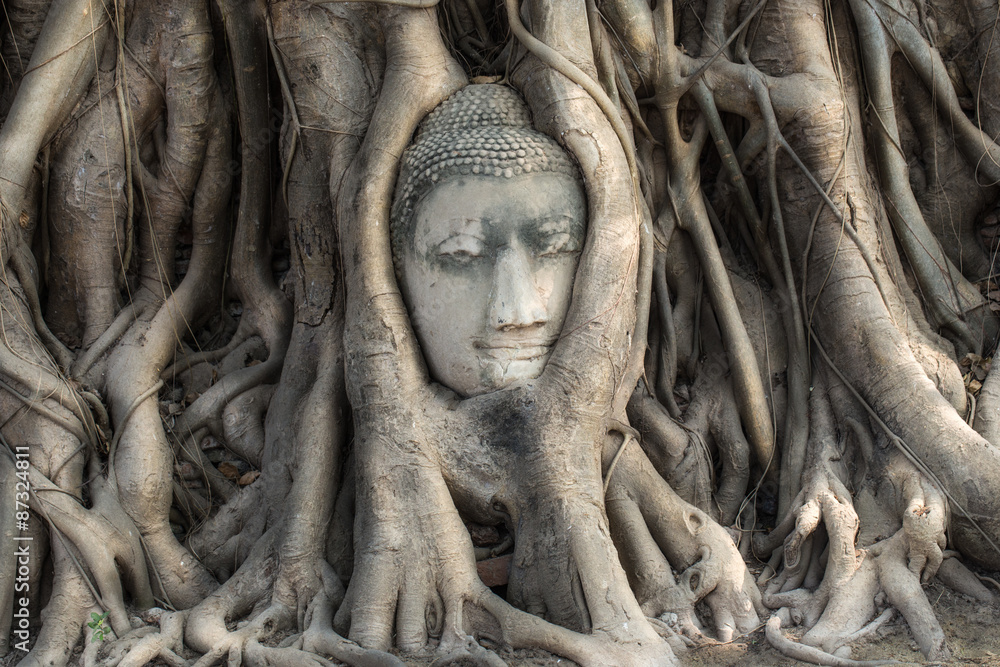Head of Sandstone Buddha in The Tree Roots Head of Sandstone Buddha in The Tree Roots