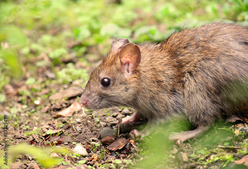 Wild brown wood mouse eating in forest