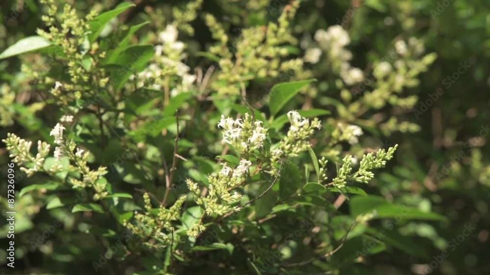 Bienen beim Bestäuben von Blüten für Honig Bienen beim Bestäuben von Blüten für Honig