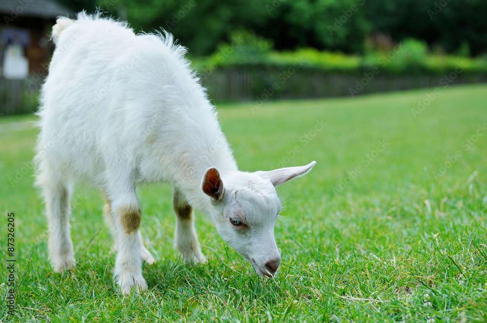 A white baby goat