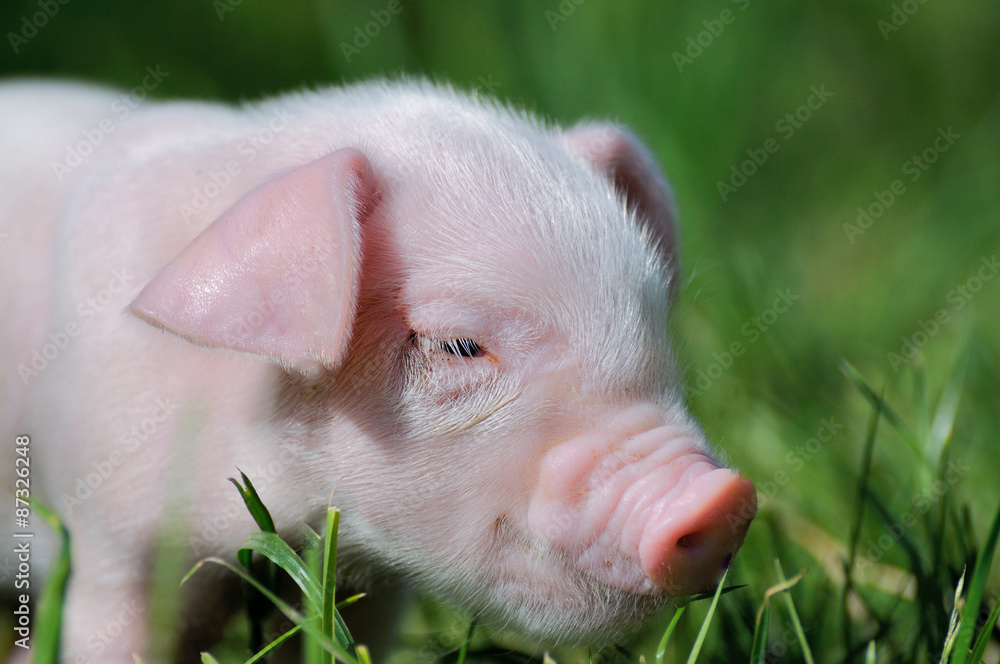 Small piglet on a grass Small piglet on a grass