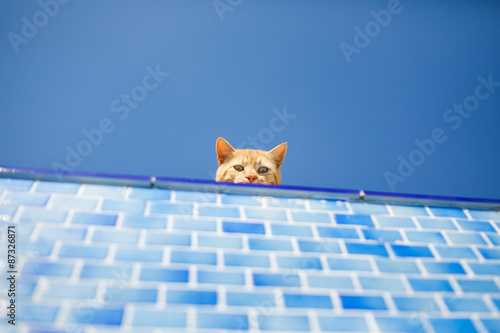 Fototapeta Naklejka Na Ścianę i Meble -  Who's there