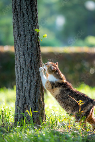 木で爪をとぐのらねこ