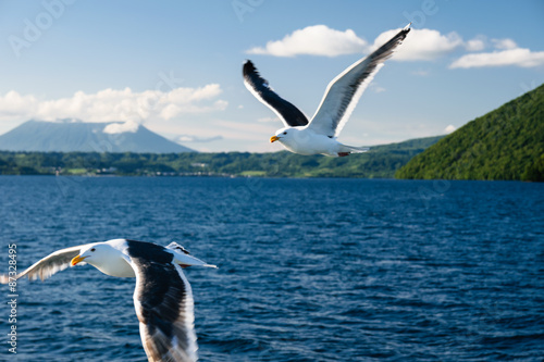 Flying seagull at Toya lake photo