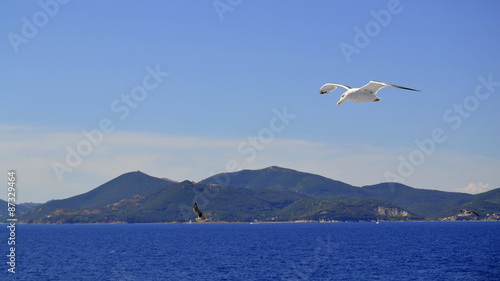 gull and mediterranean sea