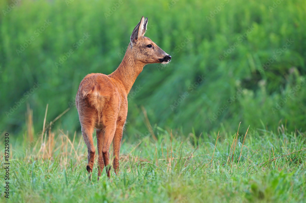 Roe deer Roe deer