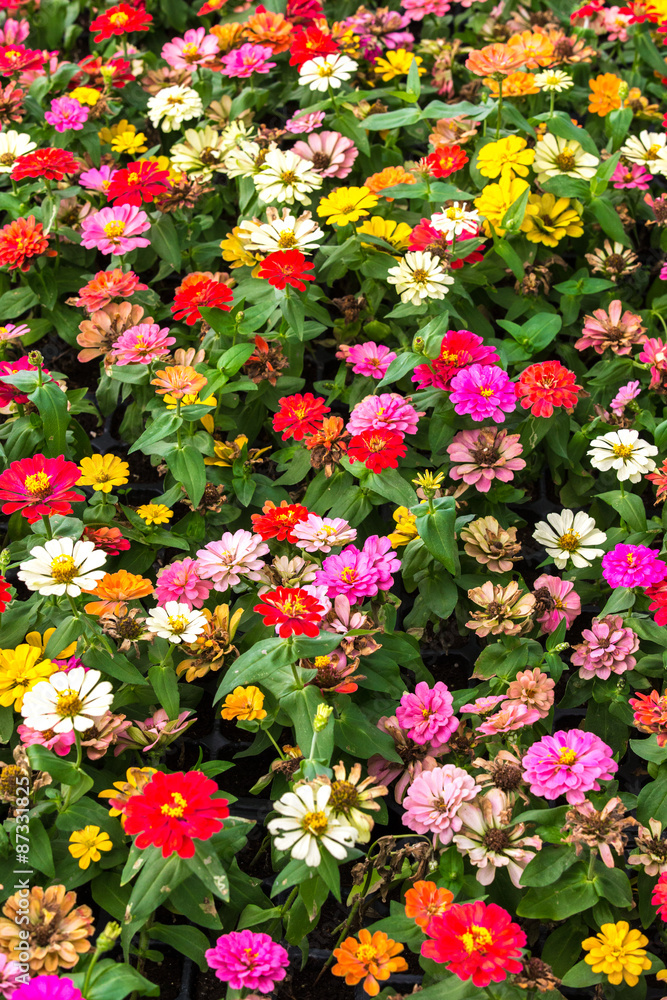 Fototapeta premium Buntes Blumenfeld