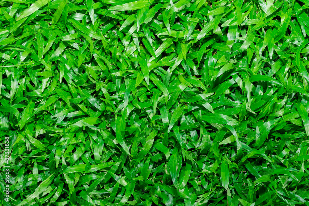 Natural background - green grass Natural background - green grass