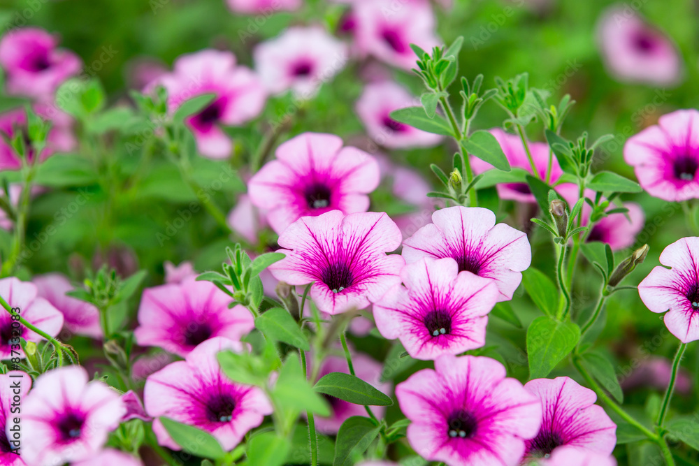Buntes Blumenfeld Buntes Blumenfeld