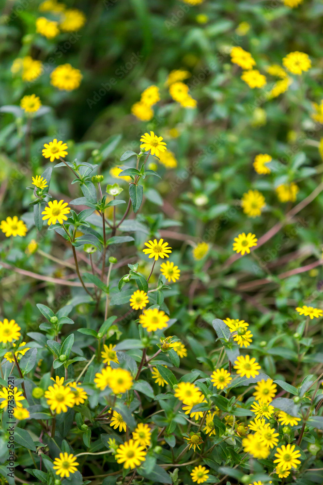 Blumen Blumen