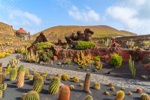 Tropical cactus garden in Guatiza village, Lanzarote, Canary Islands, Spain photo