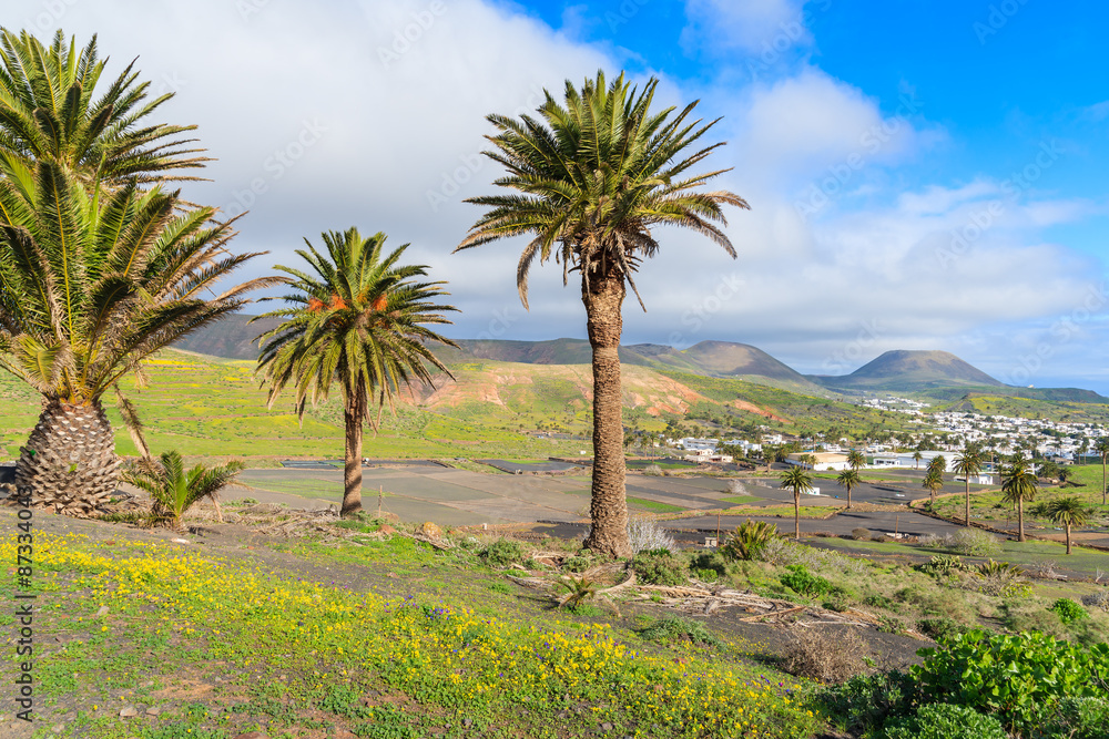 Palm trees in Haria mountain village, Lanzarote, Canary Islands, Spain