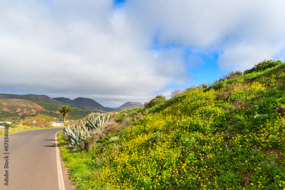 Yellow spring flowers growing along road to Haria village, Lanzarote island, Spain
