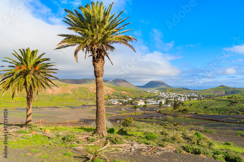 Palm trees in Haria mountain village, Lanzarote, Canary Islands, Spain